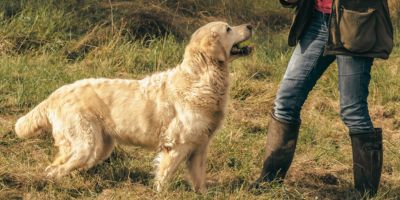 Top Dog SF Boise Custom Training Plans