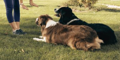 Top Dog SF Boise Experienced Trainers